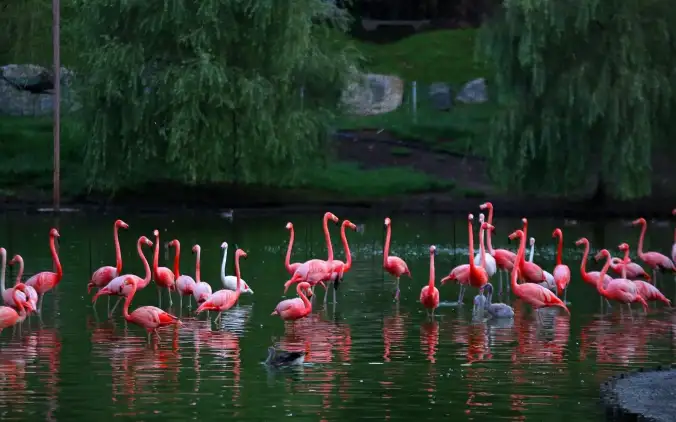 Shekvetili Dendrological Park — a flock of pink flamingos on the lake beneath weeping willows